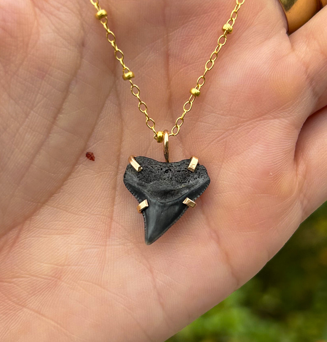 shark tooth necklace #4
