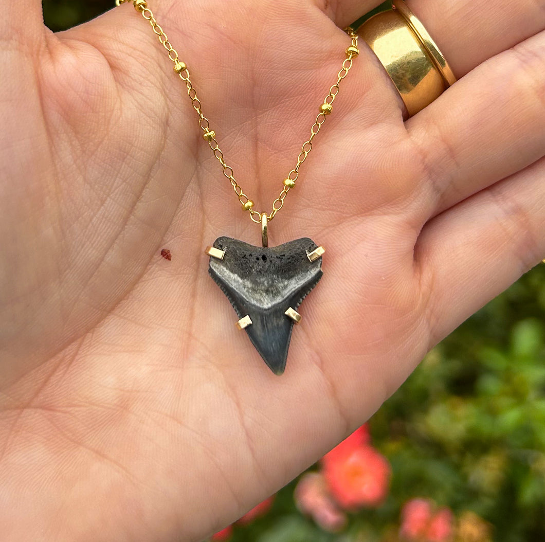 shark tooth necklace #5