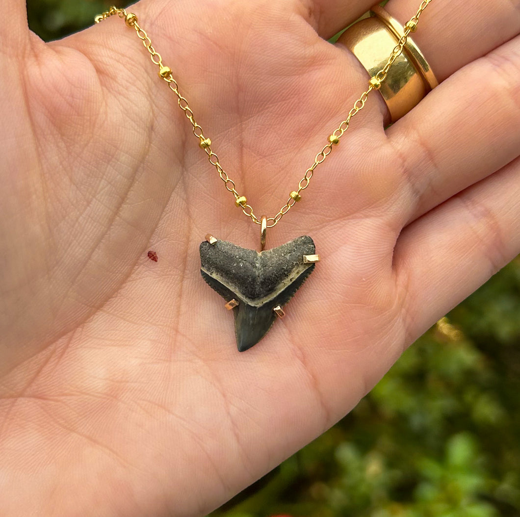 shark tooth necklace #6