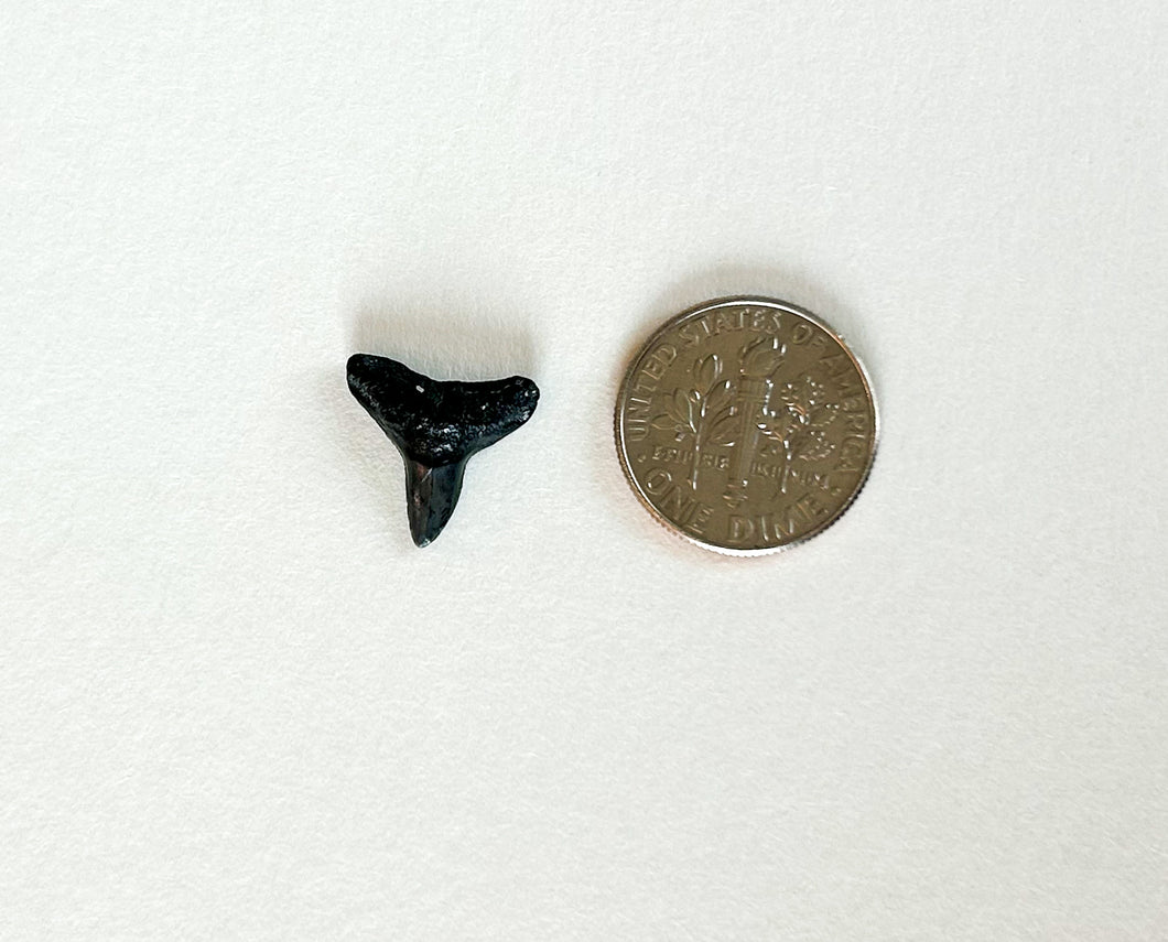 SILVER #3 shark tooth ring